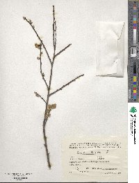 Salix aurita image