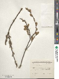 Salix aurita image