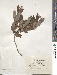 Salix aurita image