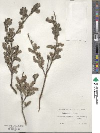 Salix aurita image