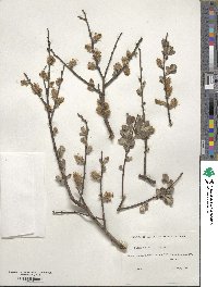 Salix aurita image