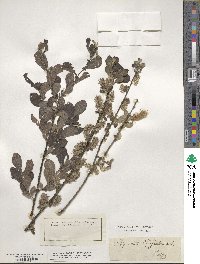 Salix aurita image