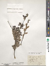 Salix aurita image