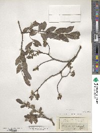 Salix aurita image