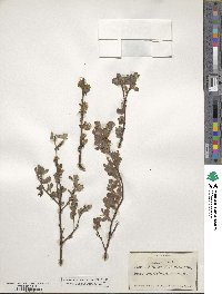 Salix aurita image