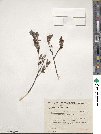 Salix aurita image