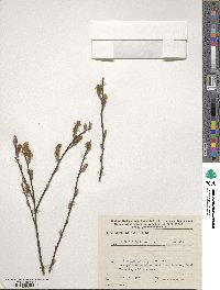 Salix aurita image