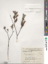 Salix aurita image