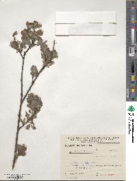 Salix aurita image