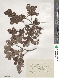 Salix aurita image