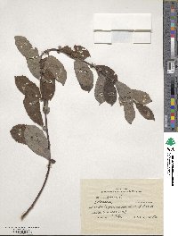 Salix aurita image