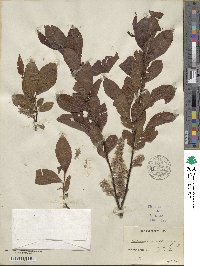 Salix aurita image