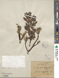 Salix aurita image