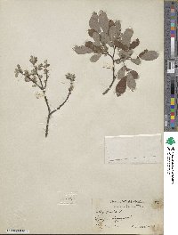 Salix aurita image