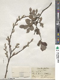 Salix aurita image