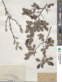 Salix aurita image