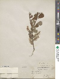 Salix aurita image