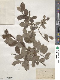 Salix aurita image