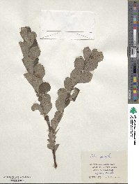 Salix aurita image