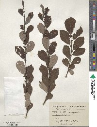 Salix aurita image