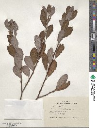 Salix aurita image