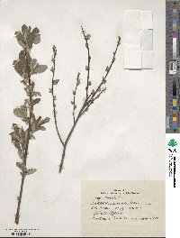 Salix aurita image