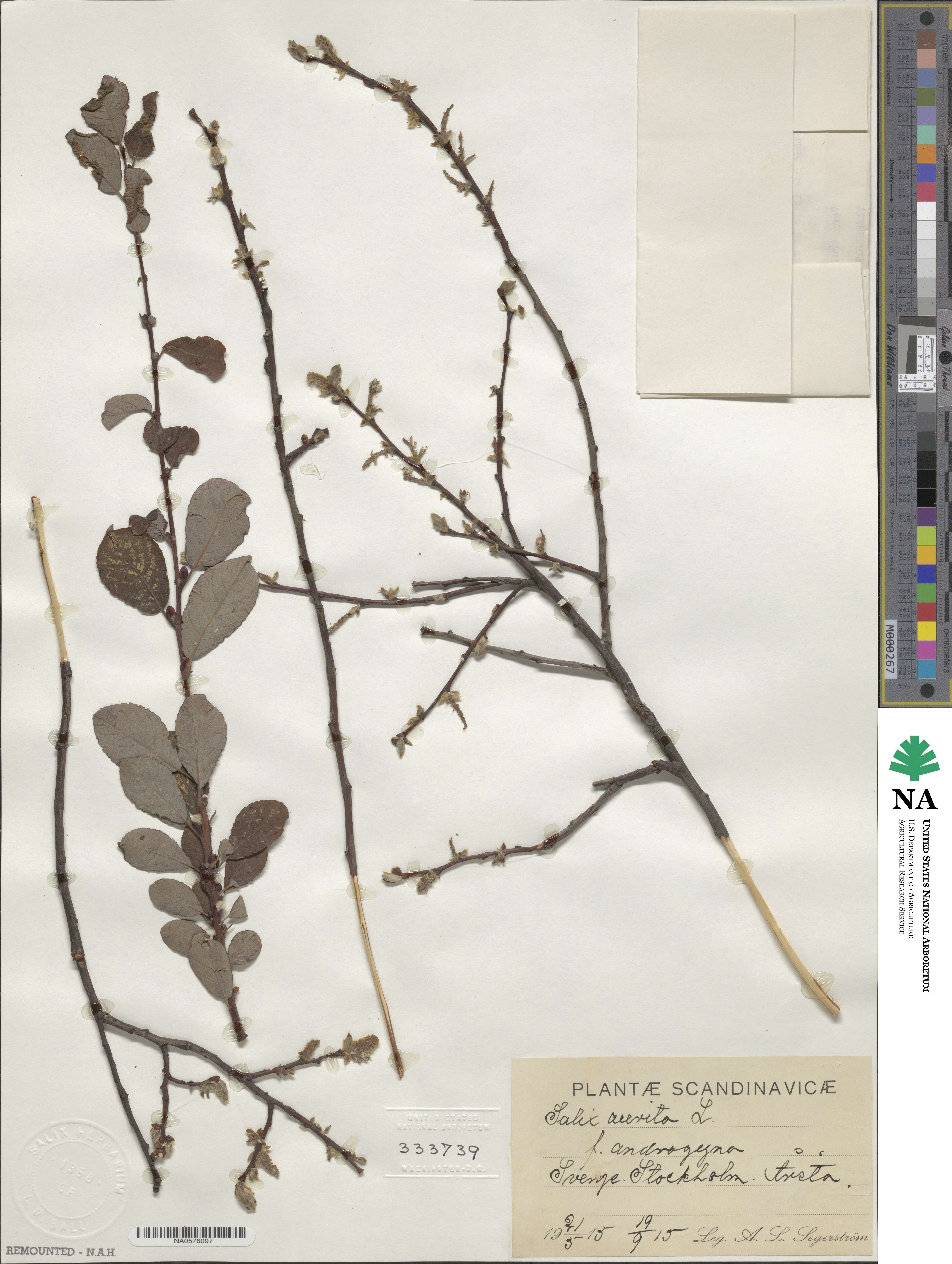 Salix aurita image