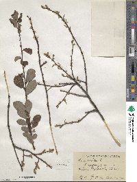 Salix aurita image