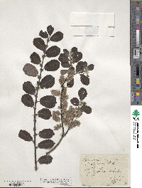 Salix aurita image