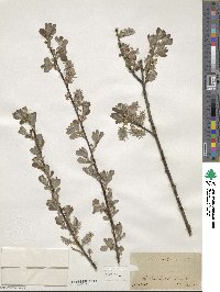 Salix aurita image