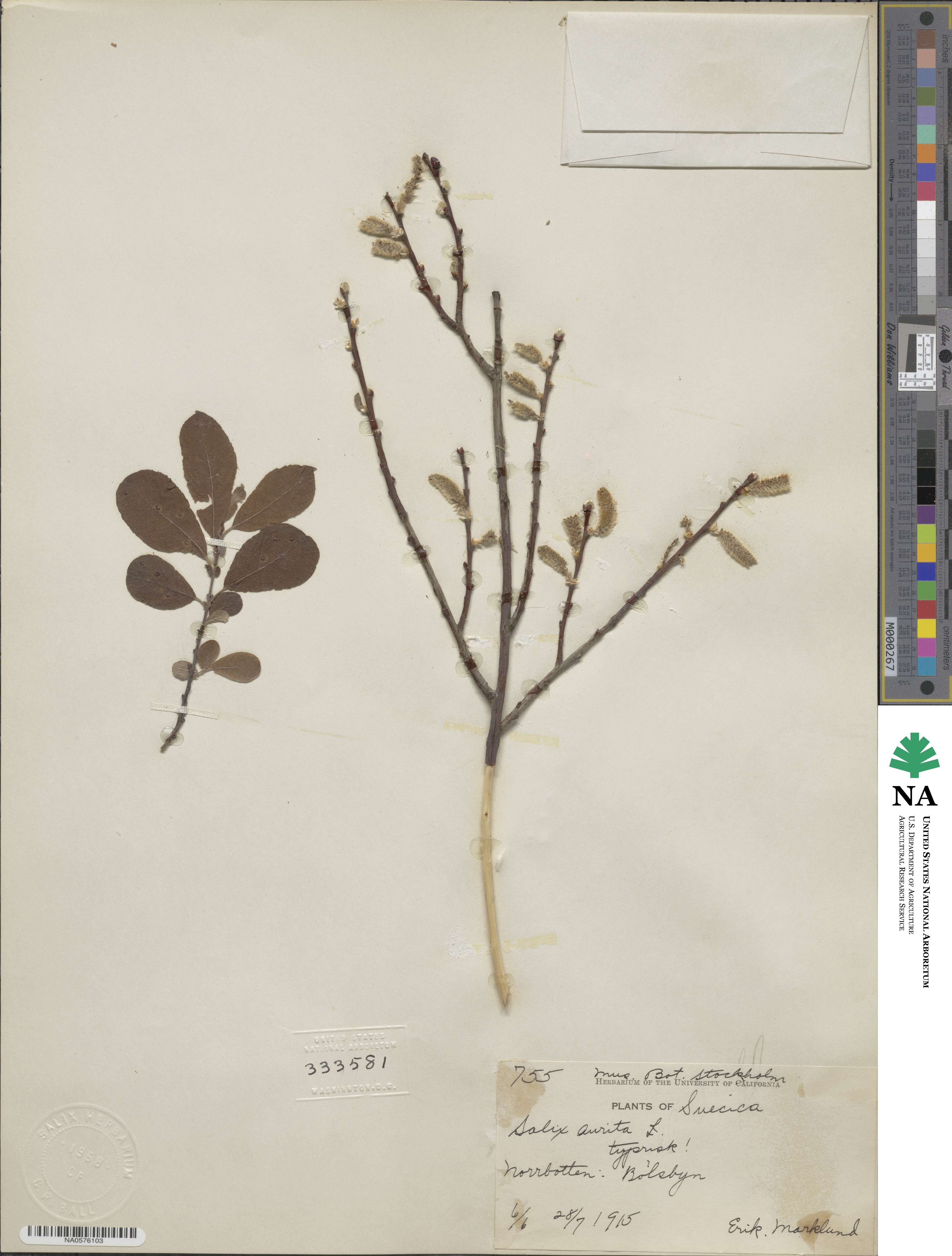 Salix aurita image