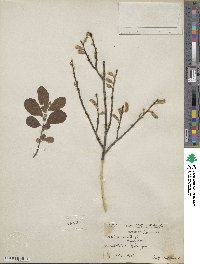 Salix aurita image