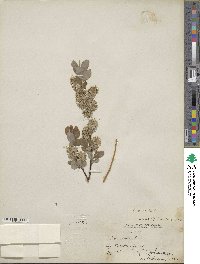 Salix aurita image