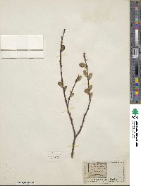 Salix aurita image