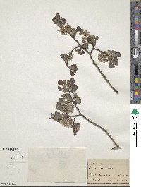 Salix aurita image