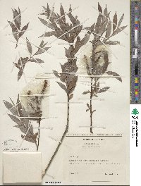 Salix alba image