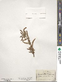 Salix alba var. vitellina image