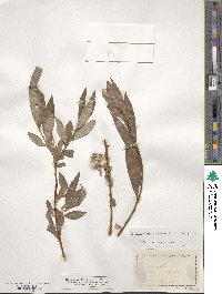 Salix alba image