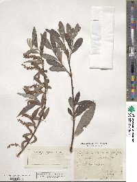 Salix alba var. vitellina image