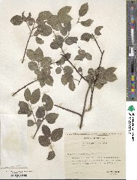 Salix myrsinifolia subsp. myrsinifolia image