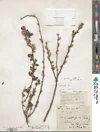 Salix ambigua image