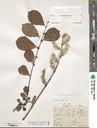 Salix appendiculata image