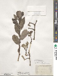 Salix appendiculata image