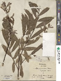 Salix appendiculata image