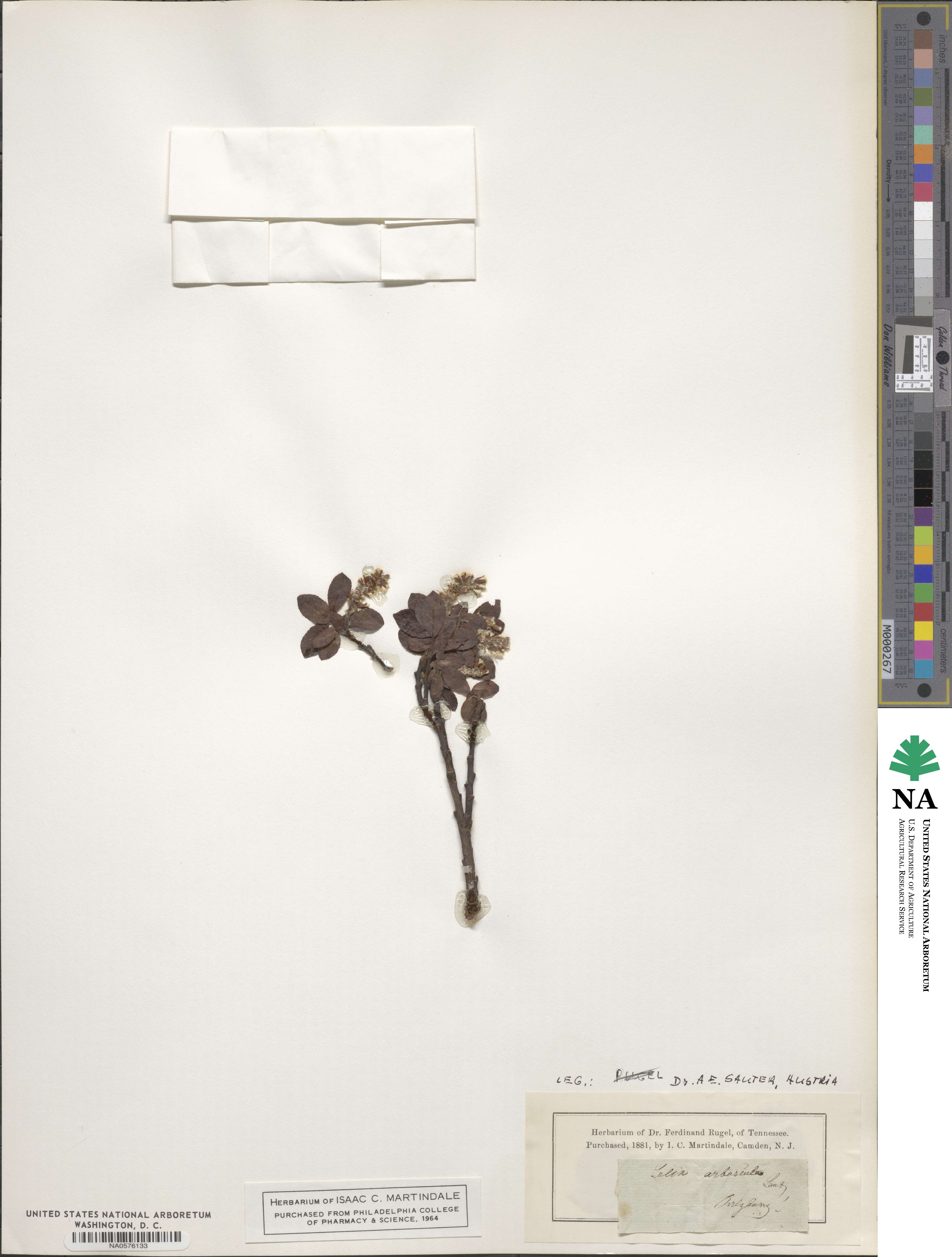 Salix arbuscula image