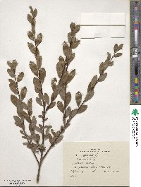 Salix arbuscula image