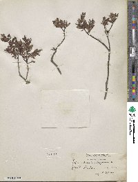 Salix arbuscula image