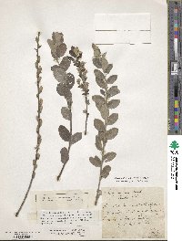 Salix repens subsp. dunensis image