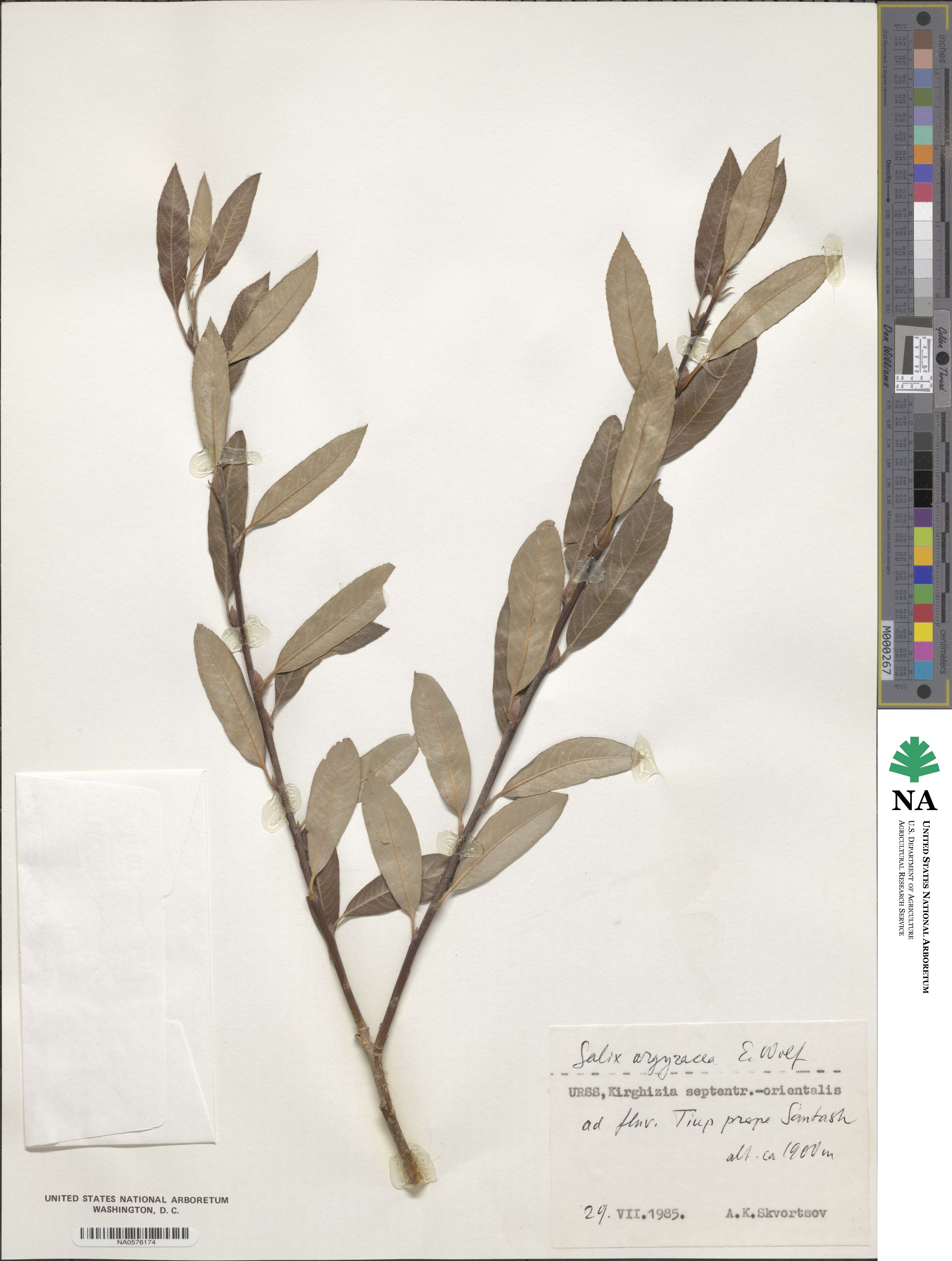 Salix argyracea image