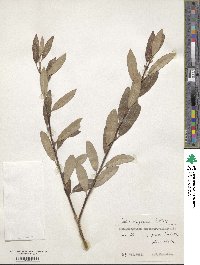 Salix argyracea image